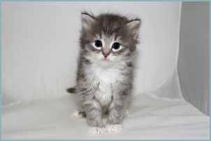 Male Siberian Kitten from Deedlebug Siberians